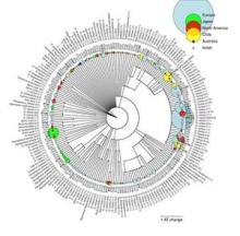 Flavobacterium psychrophilum